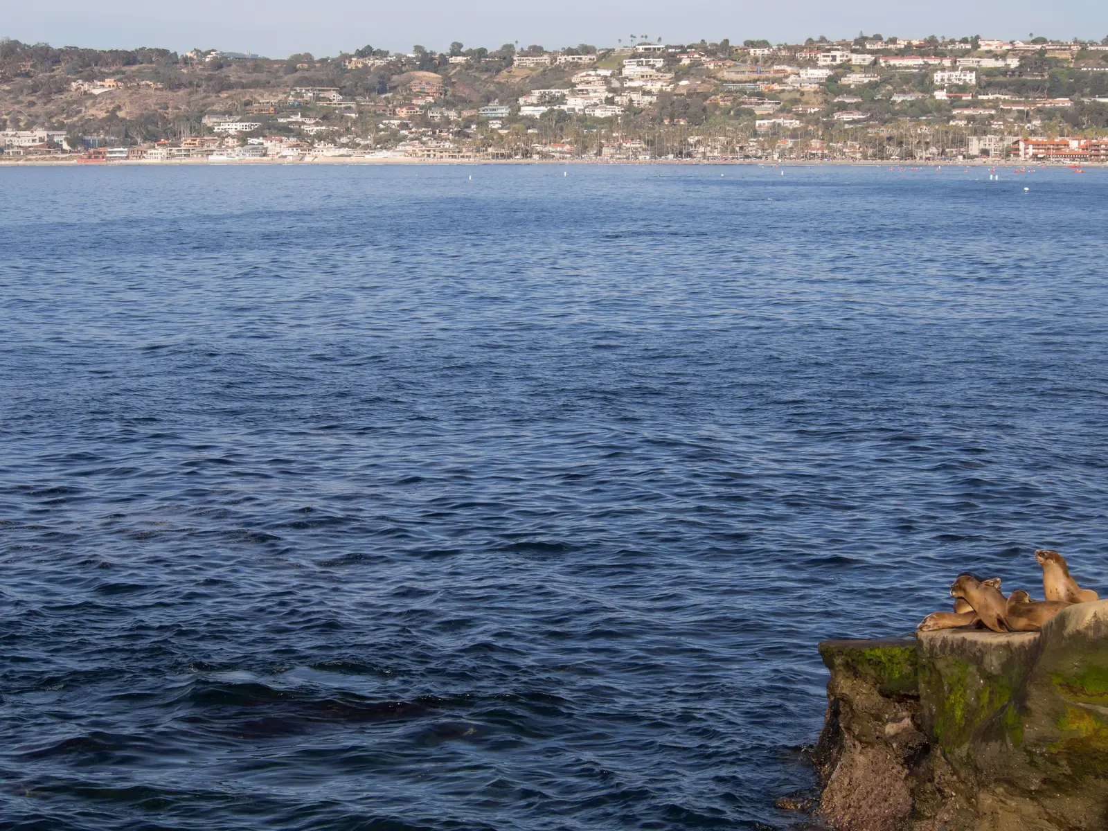 A pod of California sea lions rests on a rocky outcrop at La Jolla Cove, with the village coastline visible across the water.